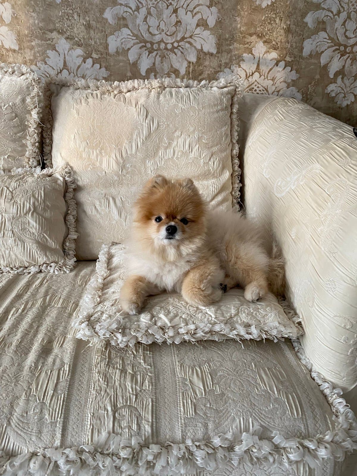 A small dog relaxing on an upholstered sofa cushion.